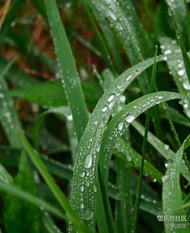 【折疊屏手機里的春天】雨后田野