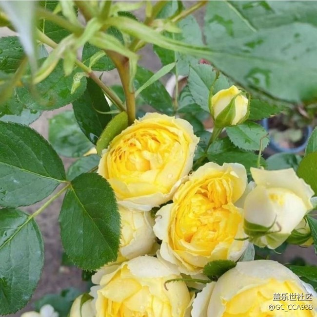 【折疊屏手機里的春天】花花世界