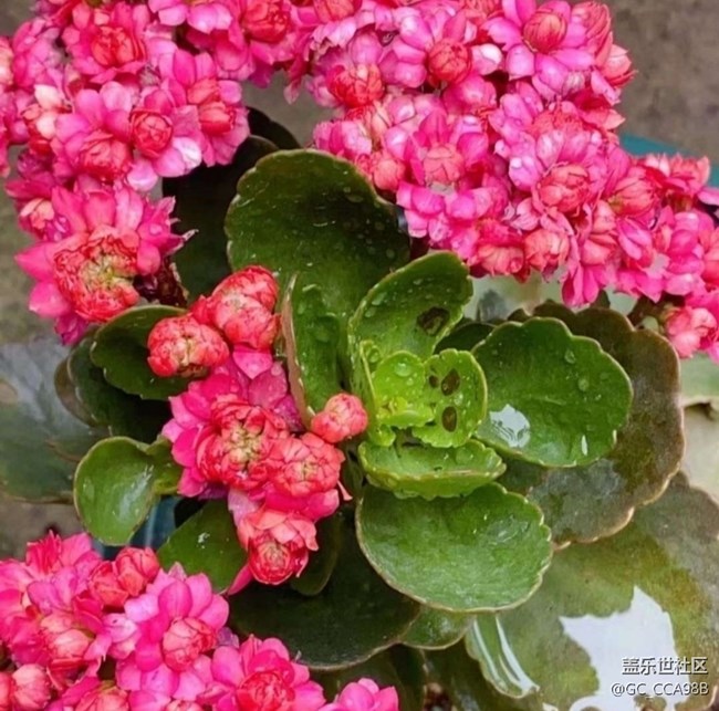 【折疊屏手機里的春天】花花世界