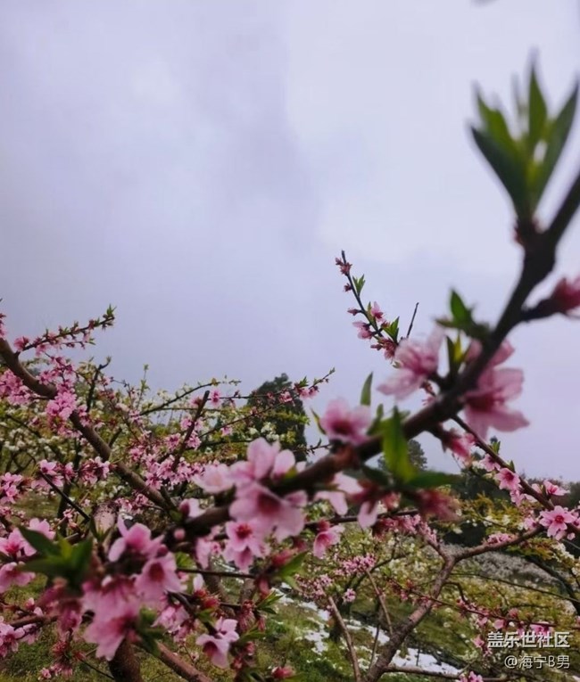 【春日限定】花開(kāi)正當(dāng)時(shí)