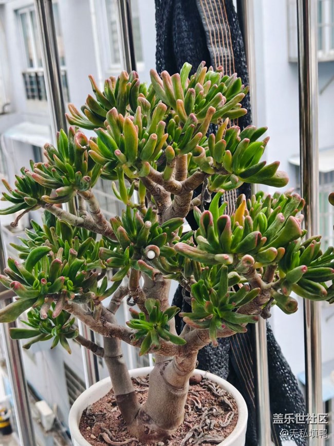 【折疊屏手機(jī)里的春天】花開(kāi)富貴