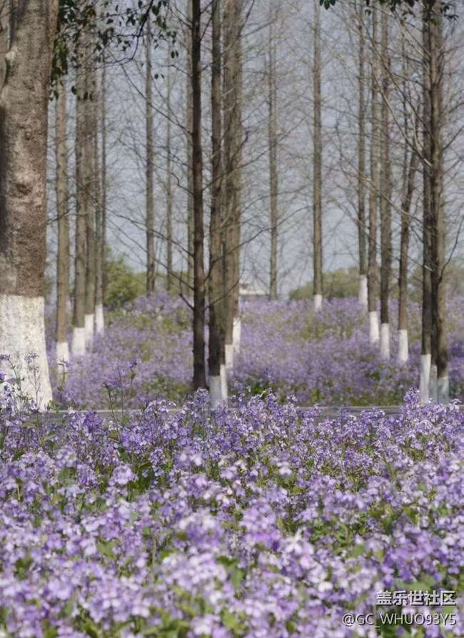 【折疊屏手機里的春天】花海