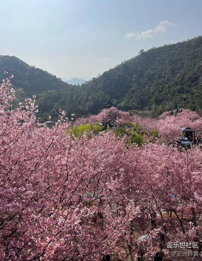 【折疊屏手機(jī)里的春天】櫻花盛開