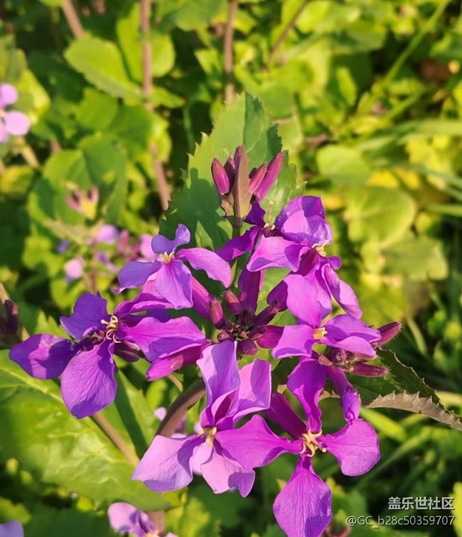 【折疊屏手機(jī)里的春天】紫氣春來