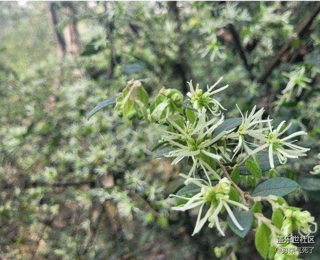 【折疊屏手機(jī)里的春天】開花了