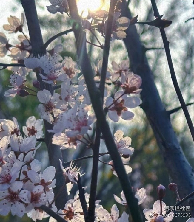 【折疊屏手機(jī)里的春天】春暖花開(kāi)