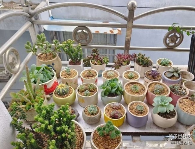 【折疊屏手機(jī)里的春天】陽臺美景