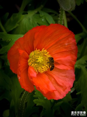 【春光里】暗光下的虞美人