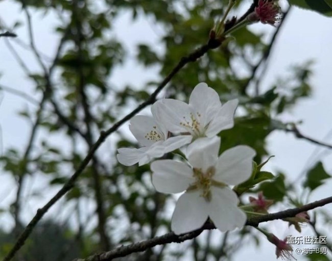 【折疊屏手機里的春天】村花