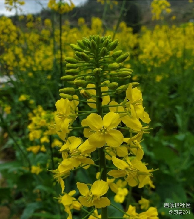 【折疊屏手機(jī)里的春天】田園花開(kāi)