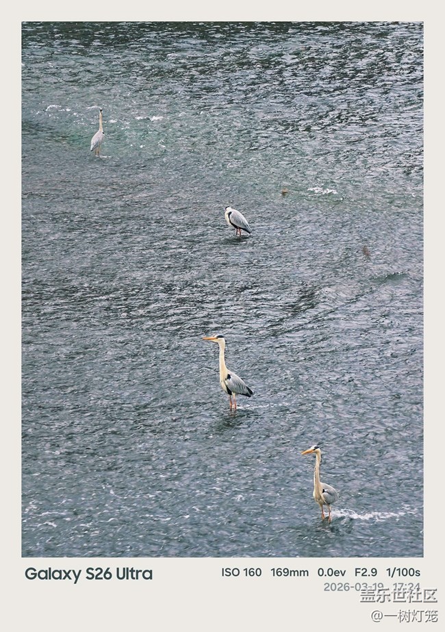 用三星S26 Ultra把成都“洗腳鳥”生態(tài)奇觀拍進(jìn)生活