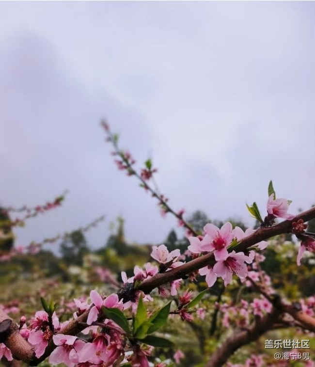 【春日限定】花開(kāi)正當(dāng)時(shí)
