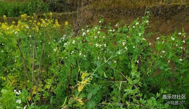 【折疊屏手機(jī)里的春天】田園花開(kāi)