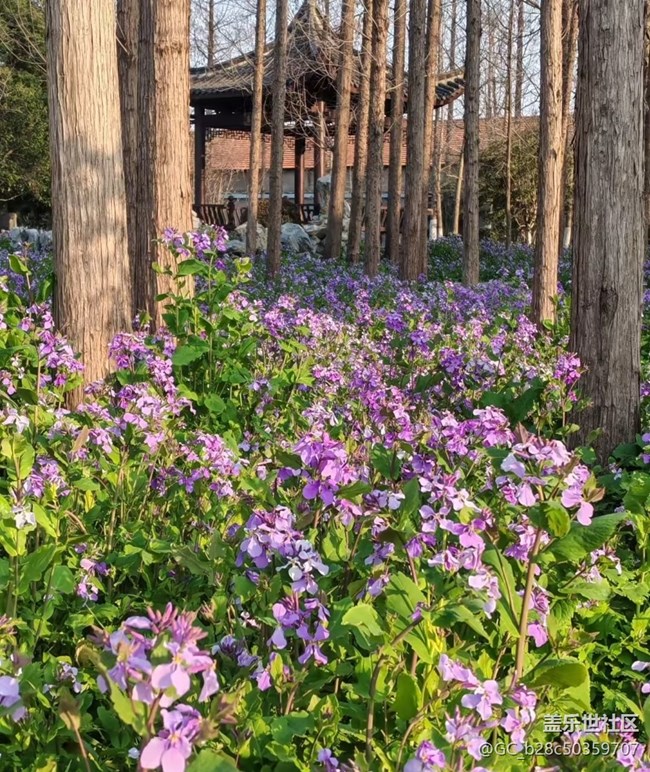 【折疊屏手機(jī)里的春天】紫氣春來