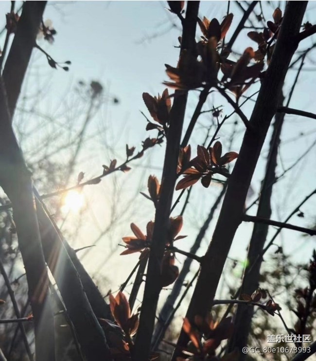 【折疊屏手機(jī)里的春天】春暖花開(kāi)