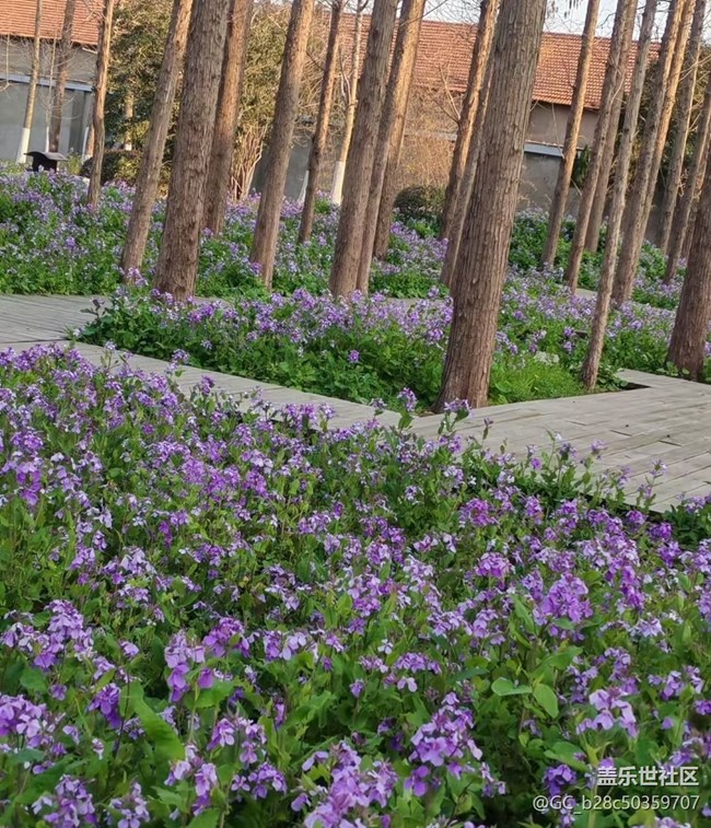 【折疊屏手機(jī)里的春天】紫氣春來