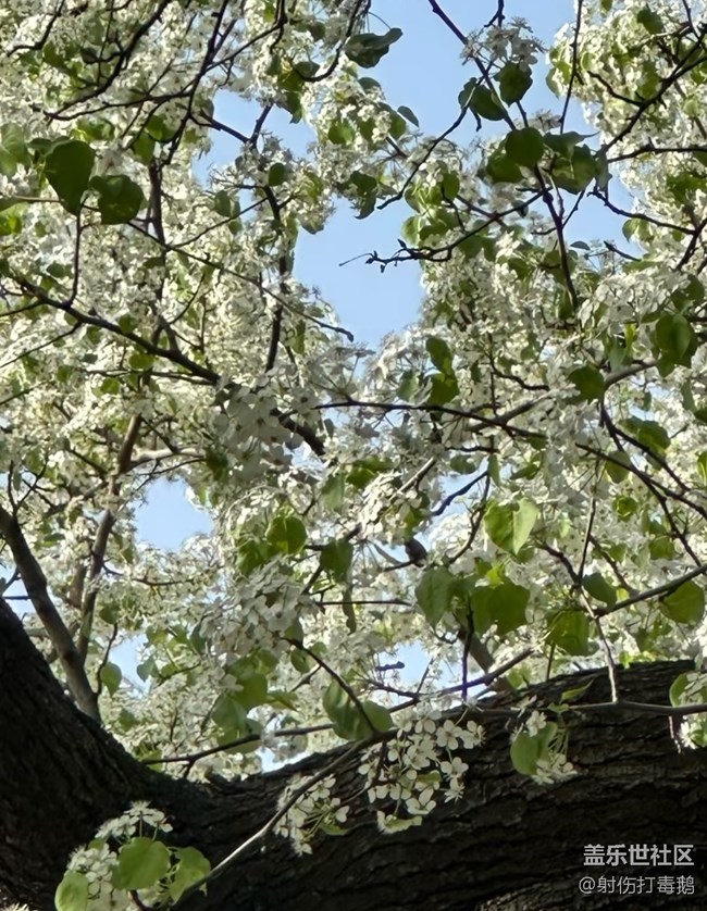 【折疊屏手機里的春天】梨花香