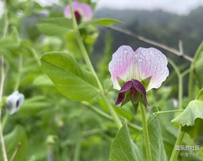【折疊屏手機里的春天】村花