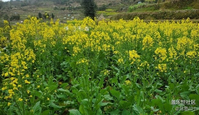 【折疊屏手機(jī)里的春天】田園花開(kāi)