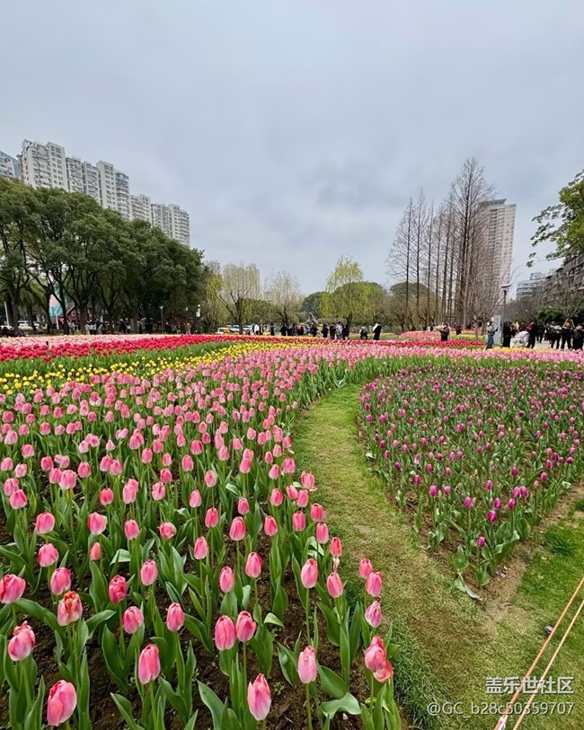 【春日限定】賞花去