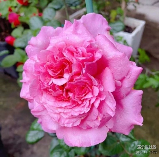 【折疊屏手機里的春天】花花世界