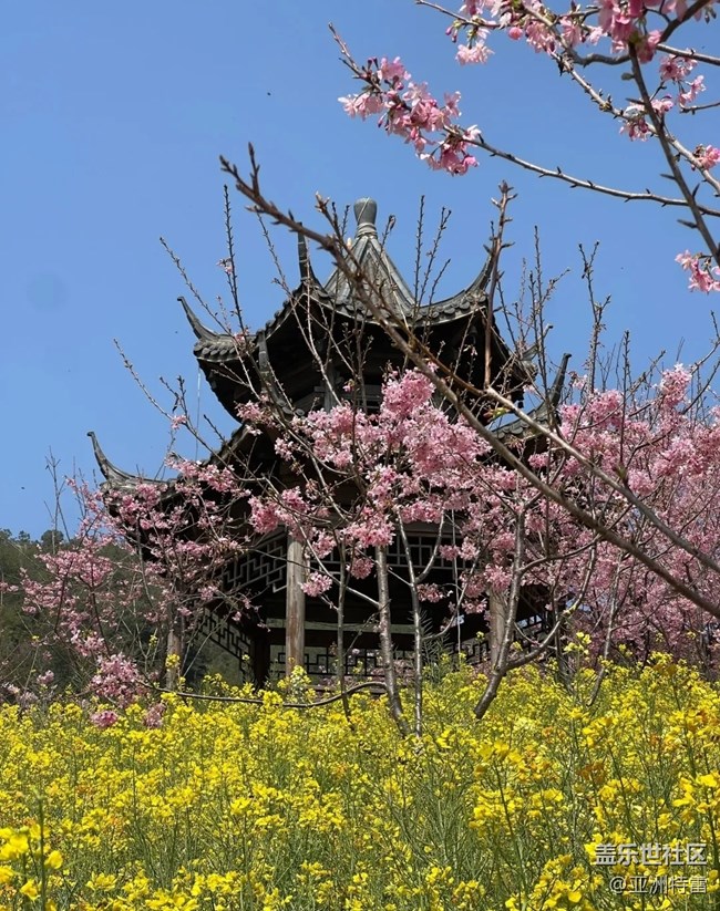 【折疊屏手機(jī)里的春天】櫻花盛開