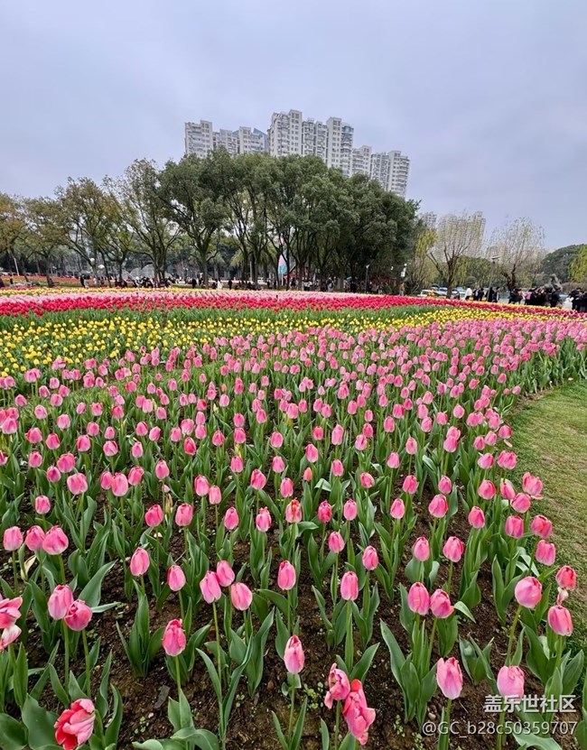 【春日限定】賞花去