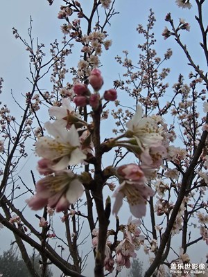 【春光里】+櫻桃花