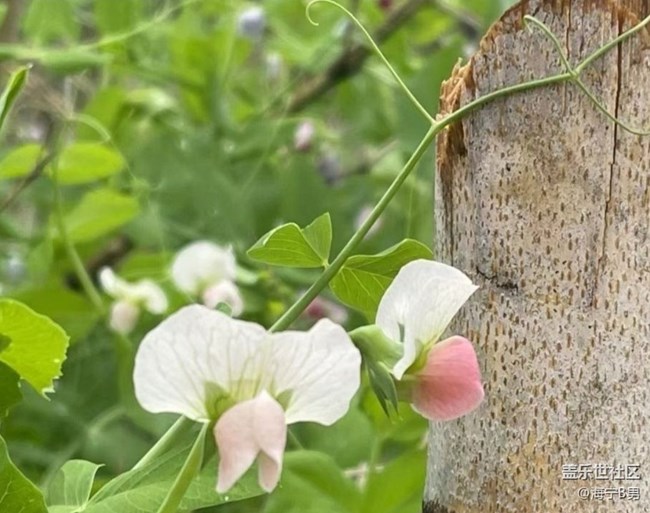 【折疊屏手機里的春天】村花