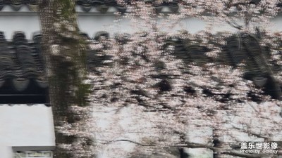 【春光里】+春風輕拂芳華亂，花影搖曳隱黛瓦