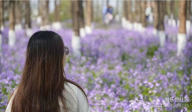 【折疊屏手機里的春天】花海