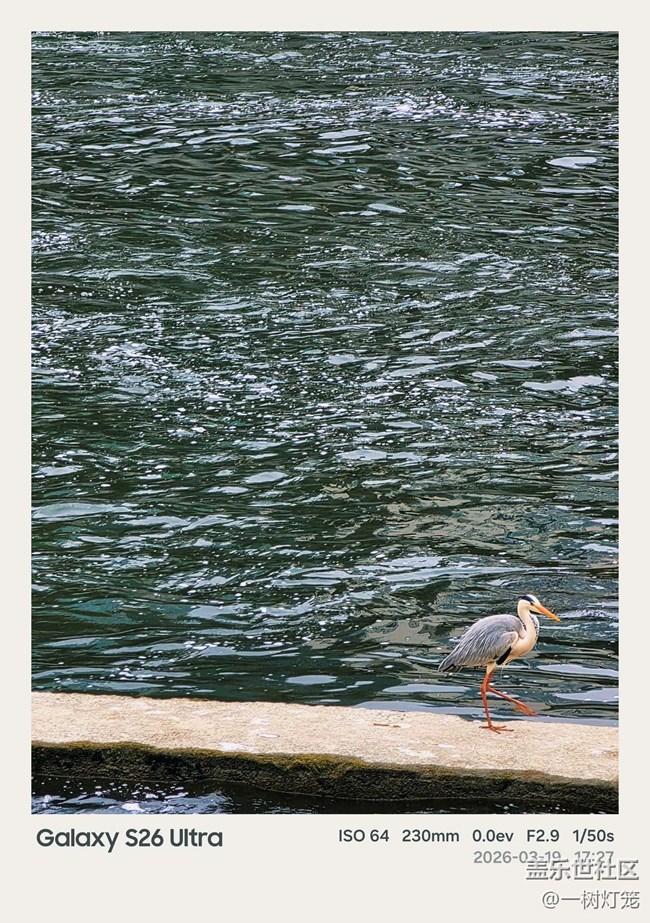 用三星S26 Ultra把成都“洗腳鳥”生態(tài)奇觀拍進(jìn)生活
