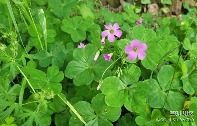 【折疊屏手機(jī)里的春天】綠色世界