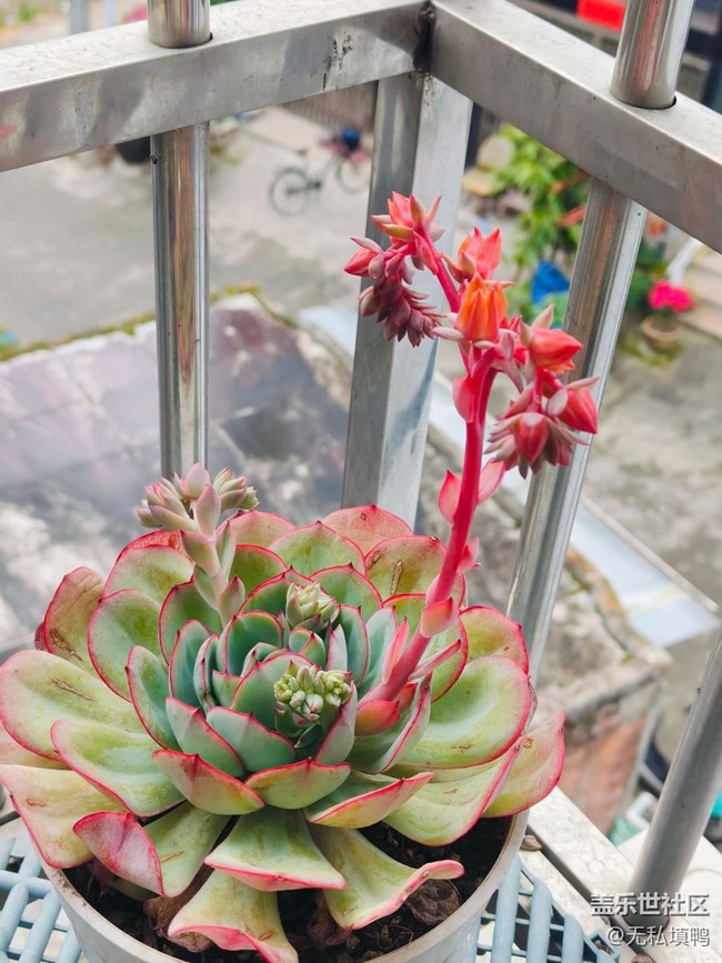 【折疊屏手機(jī)里的春天】花開(kāi)富貴