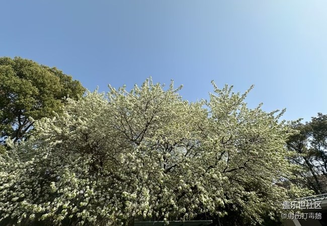 【折疊屏手機里的春天】梨花香