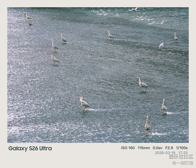 用三星S26 Ultra把成都“洗腳鳥”生態(tài)奇觀拍進(jìn)生活