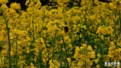 張灣桑皮埡的油菜花