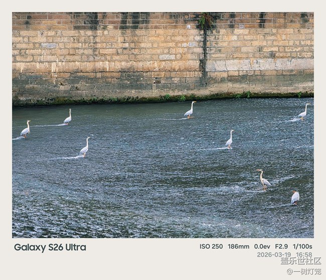 用三星S26 Ultra把成都“洗腳鳥”生態(tài)奇觀拍進(jìn)生活