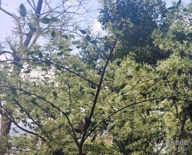 【折疊屏手機(jī)里的春天】開花了