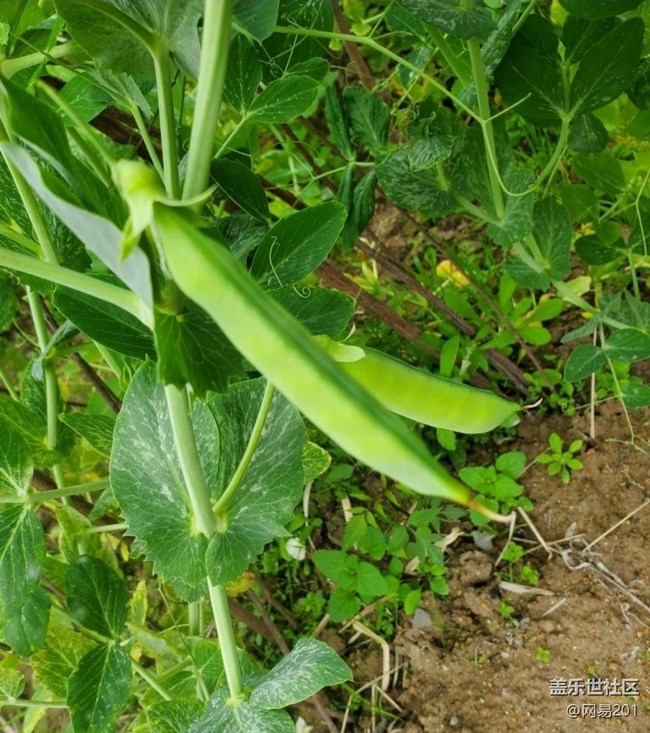 【折疊屏手機(jī)里的春天】田園花開(kāi)