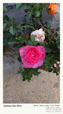 月季花真美正開富貴險中求