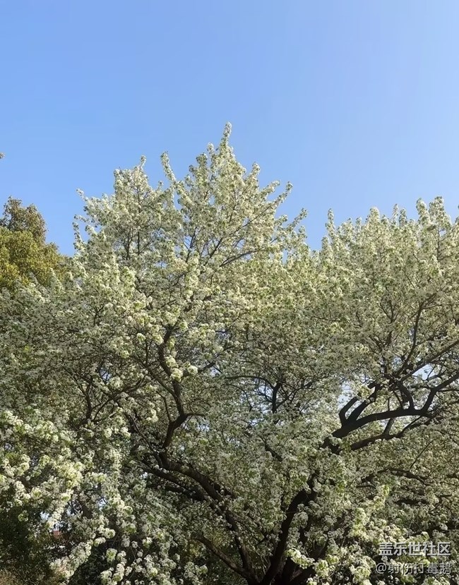 【折疊屏手機里的春天】梨花香