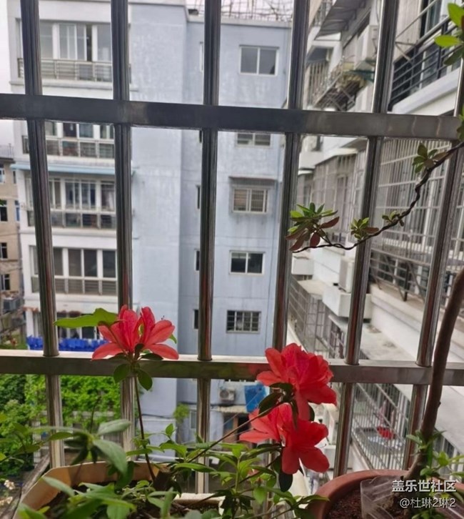 【折疊屏手機(jī)里的春天】陽臺美景