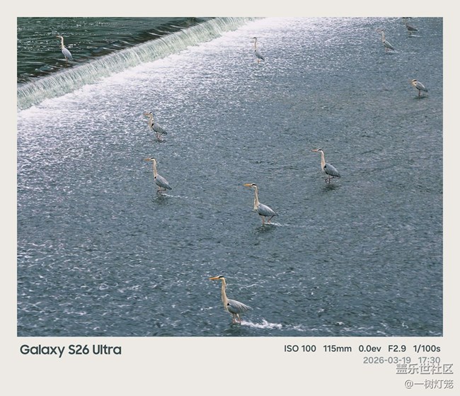 用三星S26 Ultra把成都“洗腳鳥”生態(tài)奇觀拍進(jìn)生活
