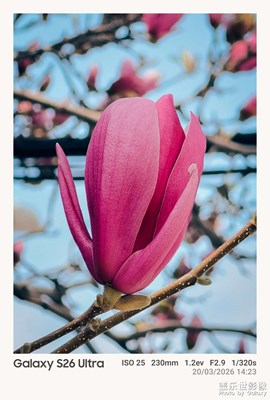 Galaxy S26 Ultra相機中的玉蘭