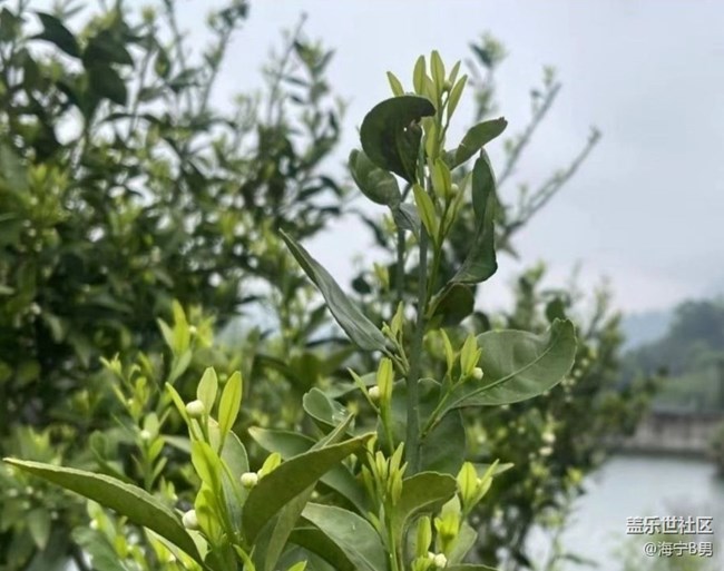 【折疊屏手機里的春天】村花