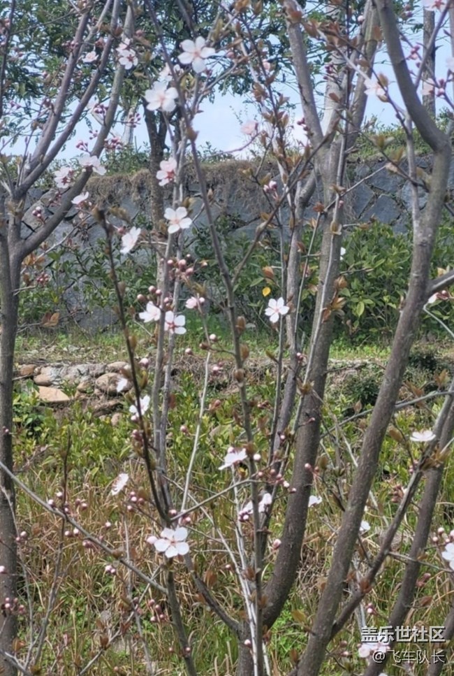 【折疊屏手機(jī)里的春天】春光正好