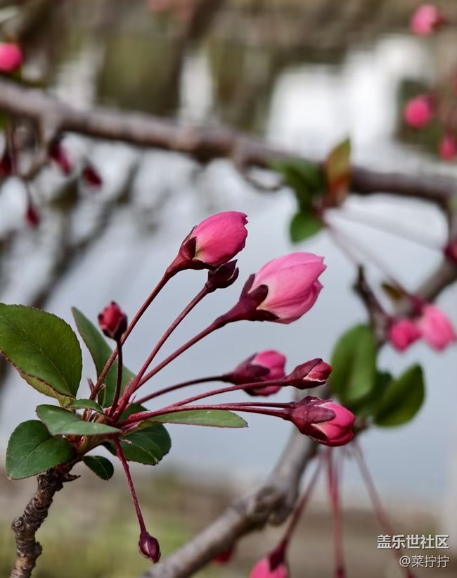 【折疊屏手機(jī)里的春天】花紅柳綠