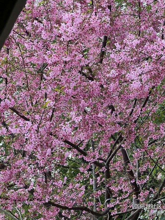 【春日限定】休閑的時(shí)光