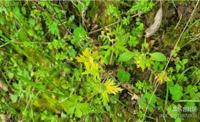 【折疊屏手機(jī)里的春天】綠色世界